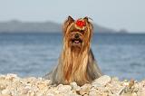 YORKSHIRE TERRIER 336